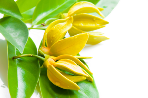 Ylang-ylang ; si manis yang menenangkan.